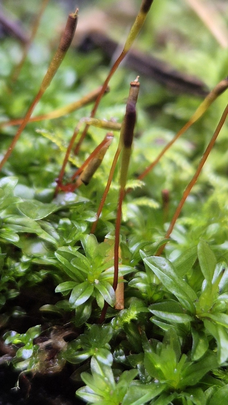 Splachnoid Dung Moss photo 5