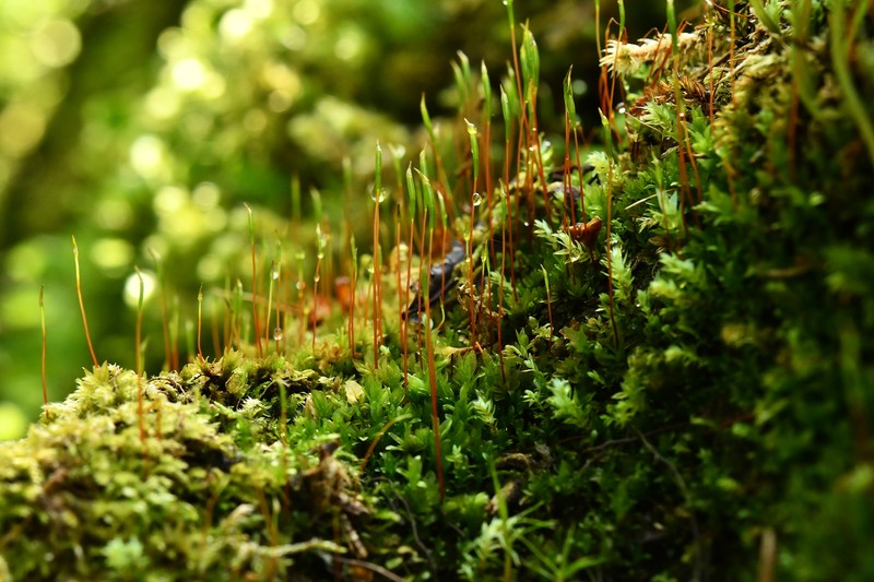 Splachnoid Dung Moss photo 7