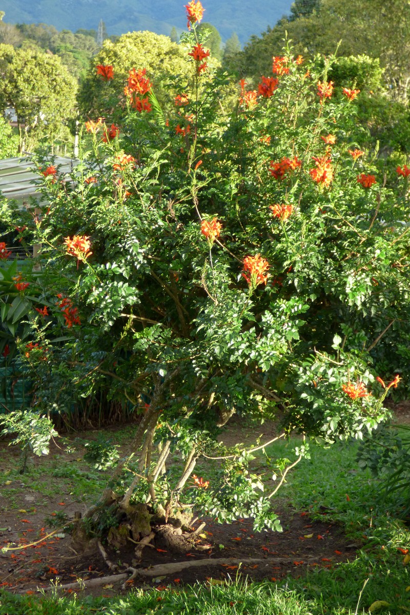 Cape Honeysuckle photo 2