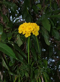 Chestnutleaf Trumpetbush