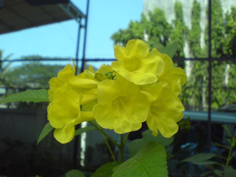 Chestnutleaf Trumpetbush photo 2