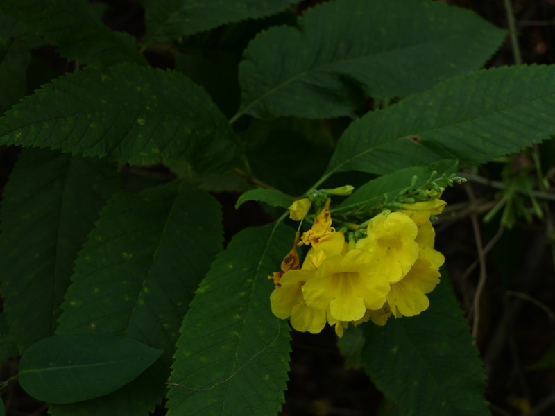 Chestnutleaf Trumpetbush photo 3