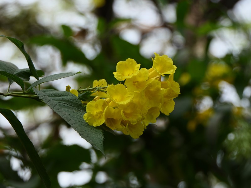 Chestnutleaf Trumpetbush photo 4