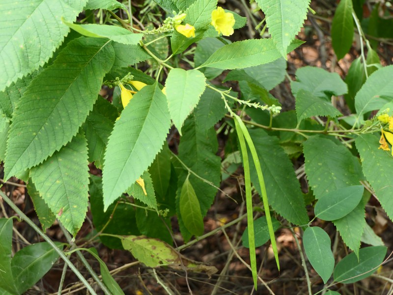 Chestnutleaf Trumpetbush photo 5