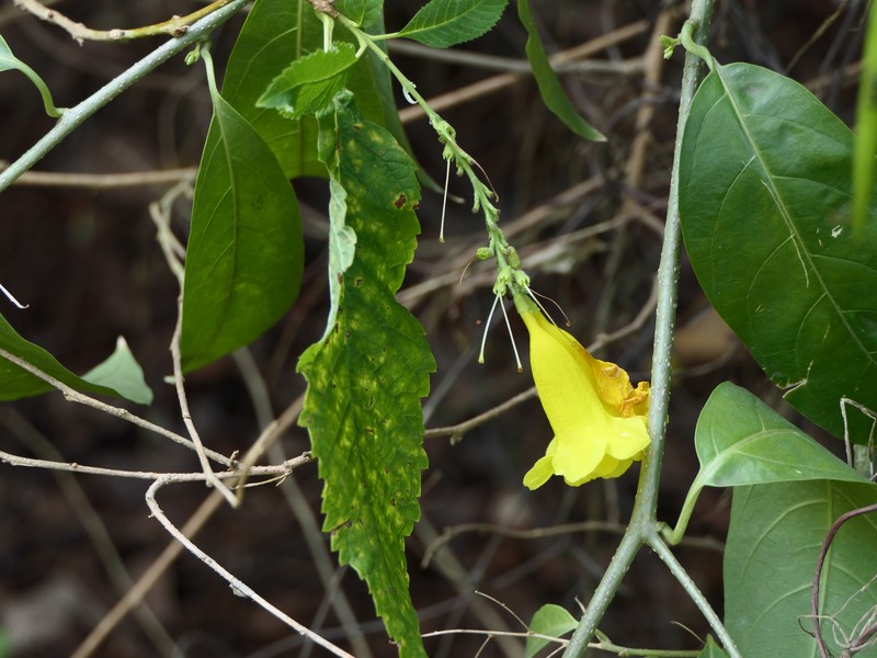 Chestnutleaf Trumpetbush photo 6