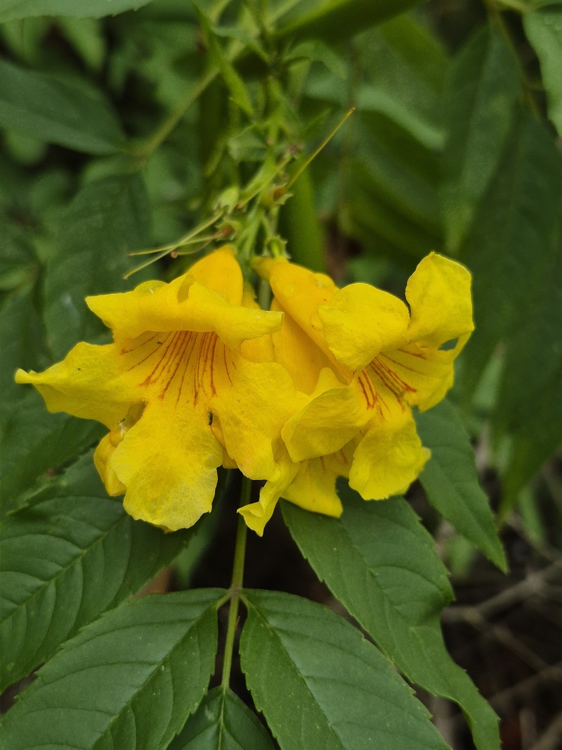 Yellow Trumpetbush photo 7