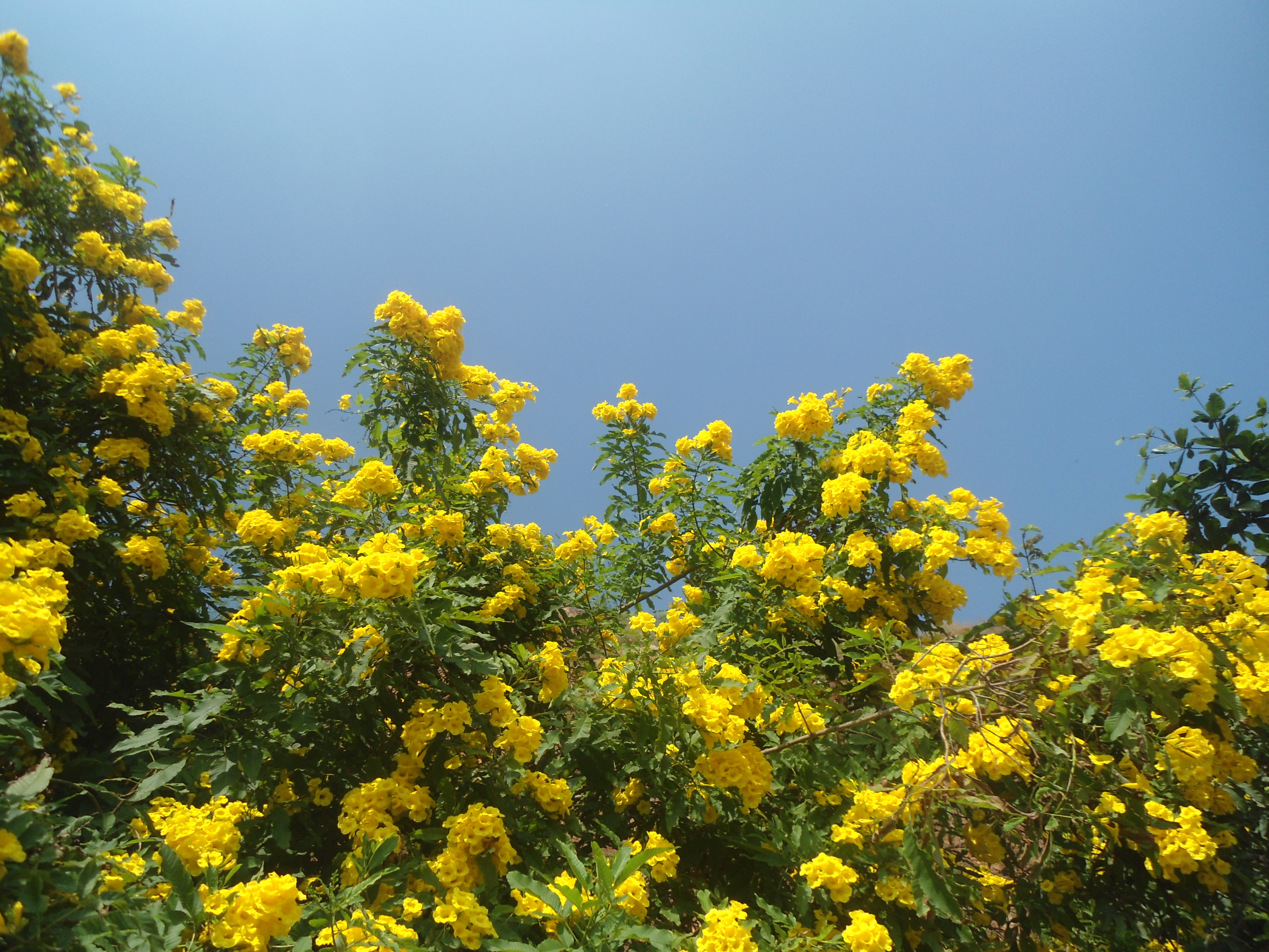 Yellow Trumpetbush photo 2