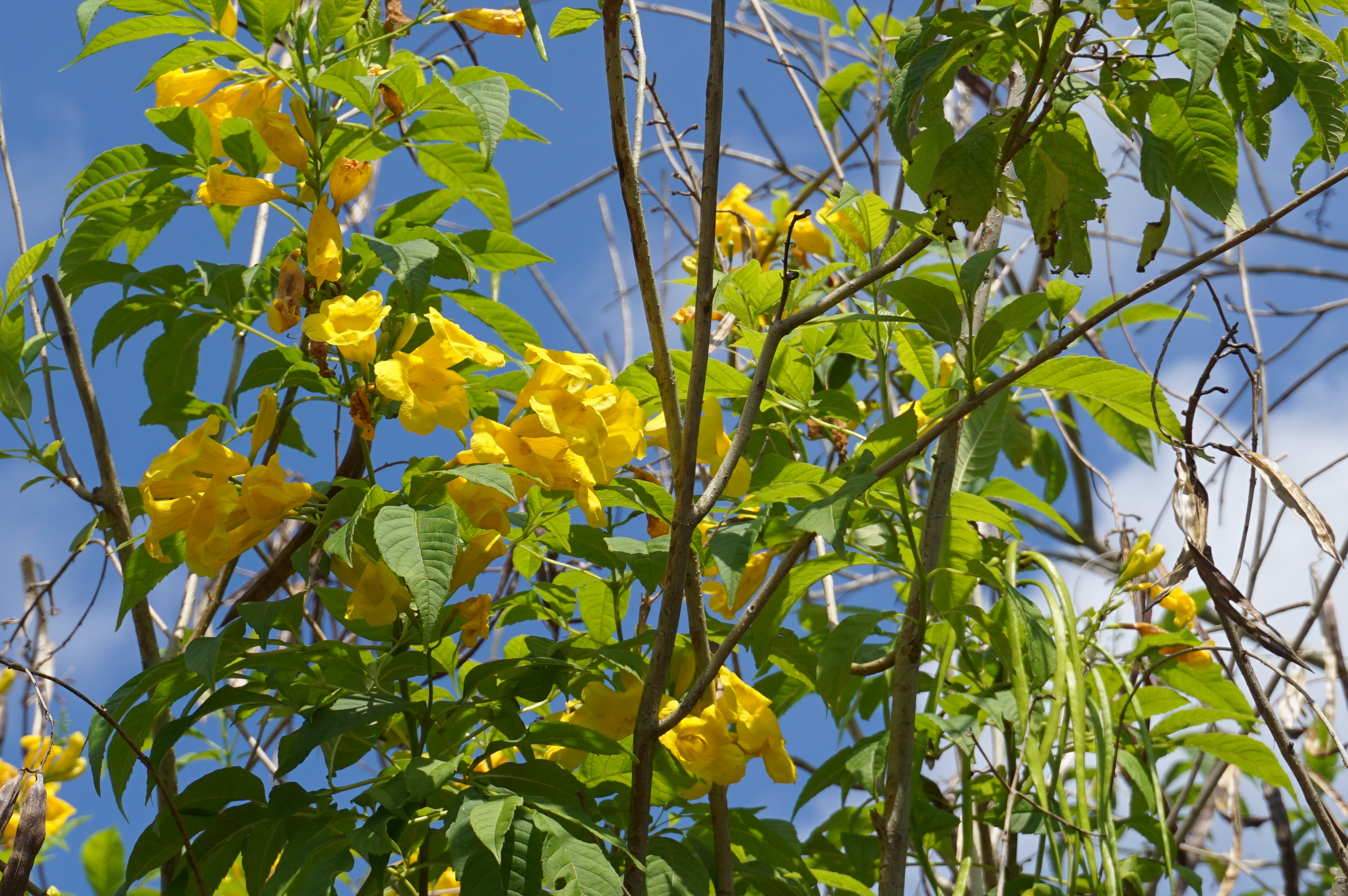 Yellow Trumpetbush photo 5