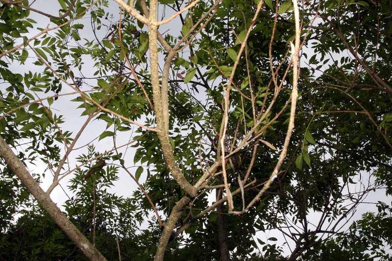Yellow Trumpetbush photo 7