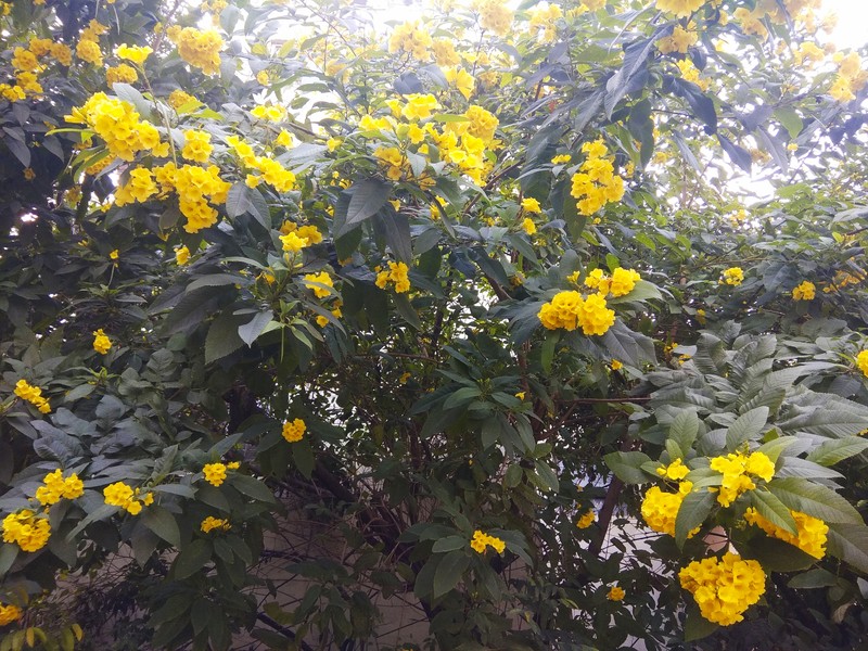 Yellow Trumpetbush photo 8