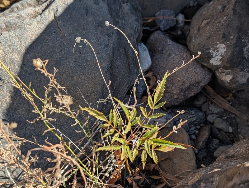 Tecoma stans var. angustata photo 2