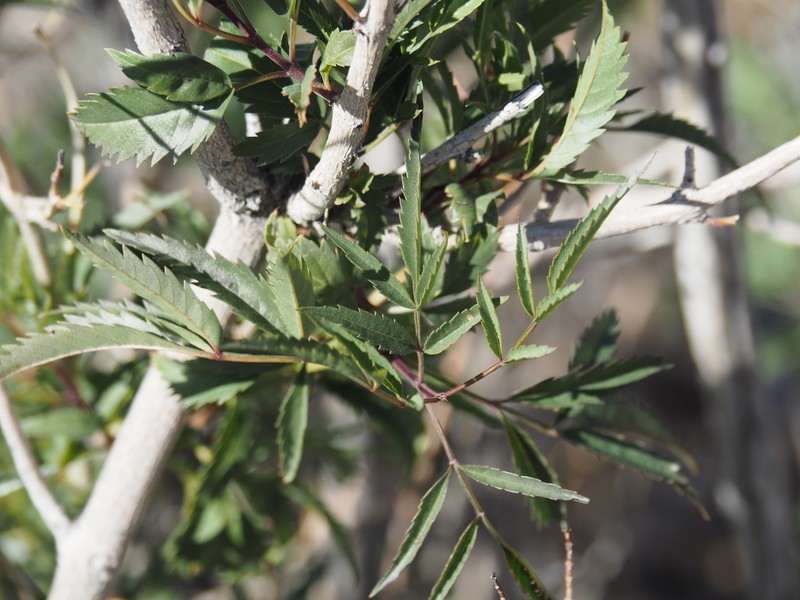 Tecoma stans var. angustata photo 5