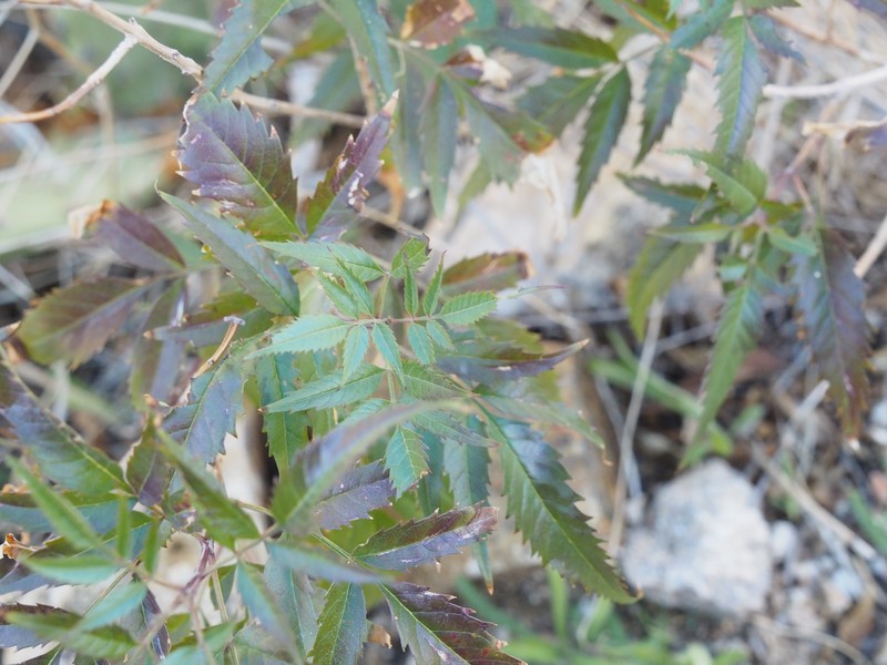 Tecoma stans var. angustata photo 7