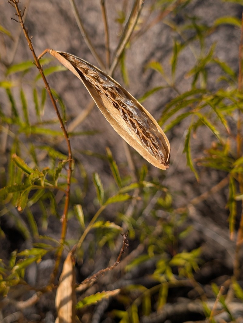 Tecoma stans var. angustata photo 8