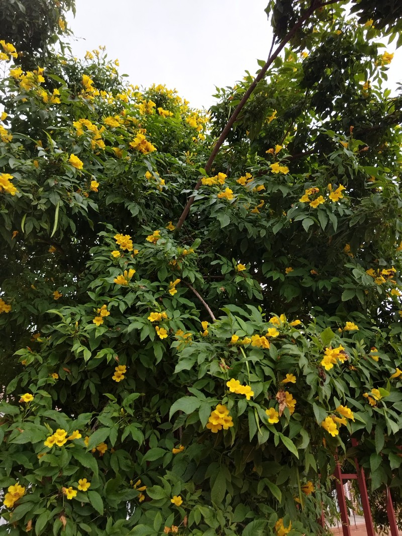 Tecoma stans var. stans photo 2