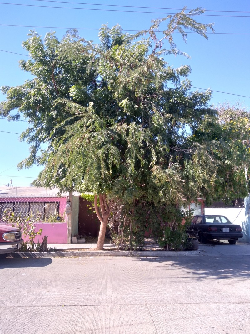 Tecoma stans var. stans photo 4