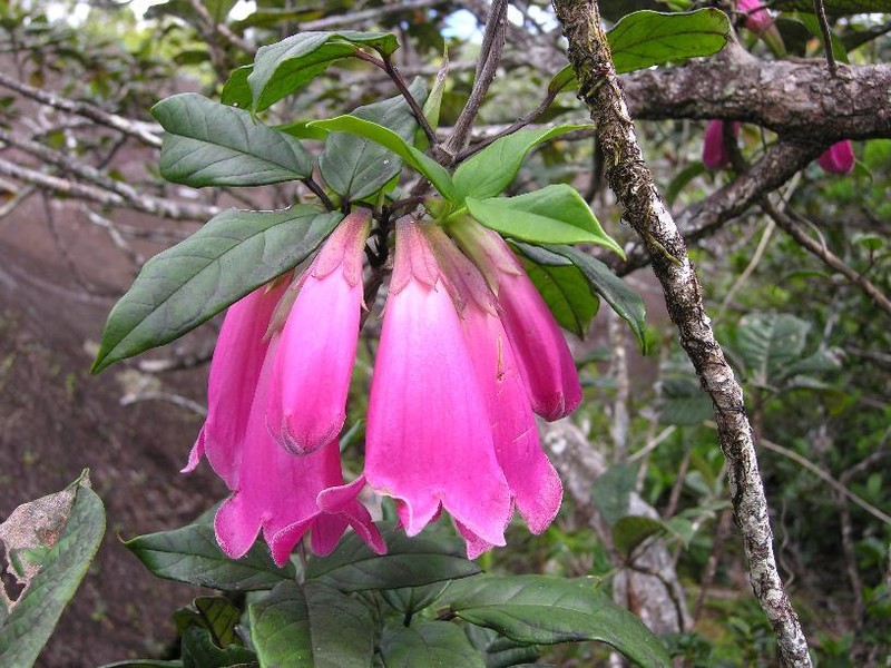 Tecomanthe burungu photo 5