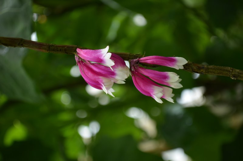 Tecomanthe dendrophila