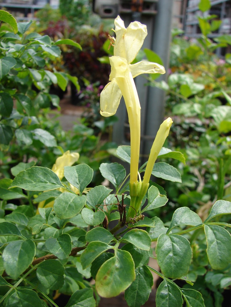 Cape Honeysuckle photo 4