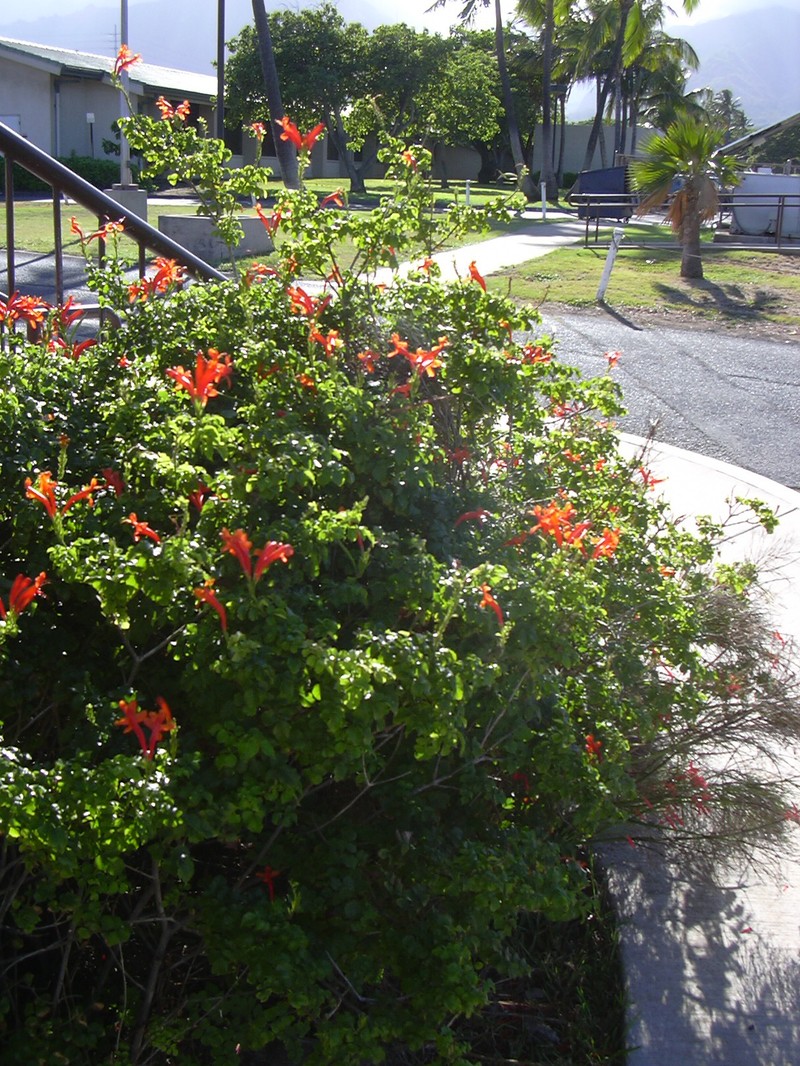 Cape Honeysuckle photo 5