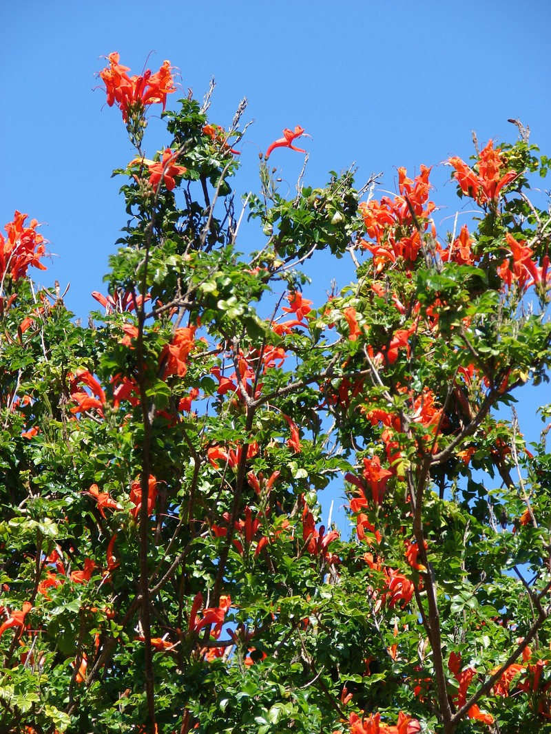 Cape Honeysuckle photo 6