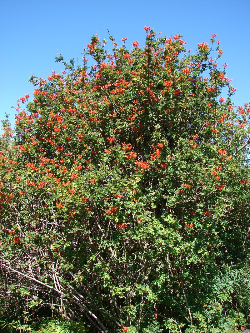 Cape Honeysuckle photo 7