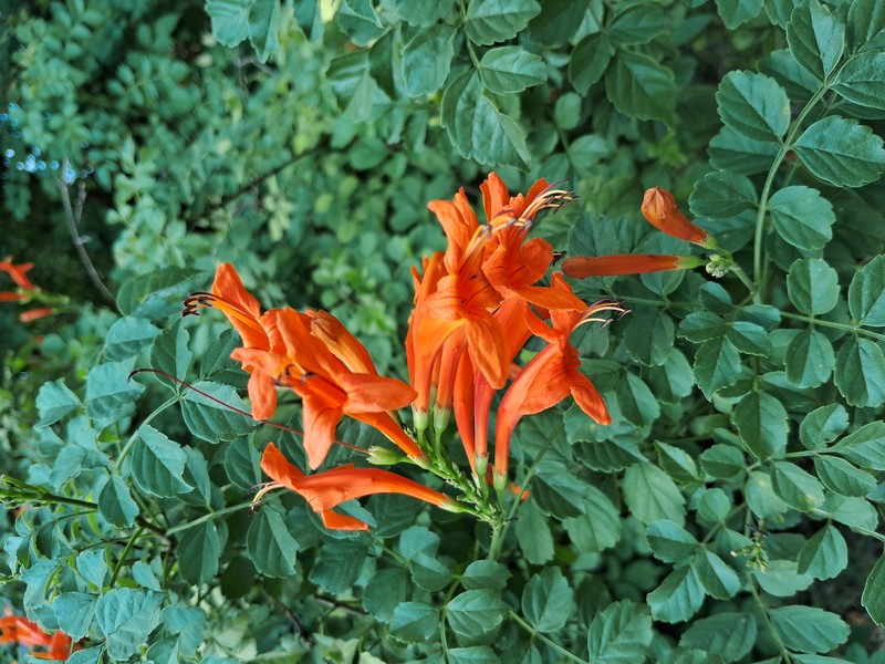 Cape Honeysuckle photo 8