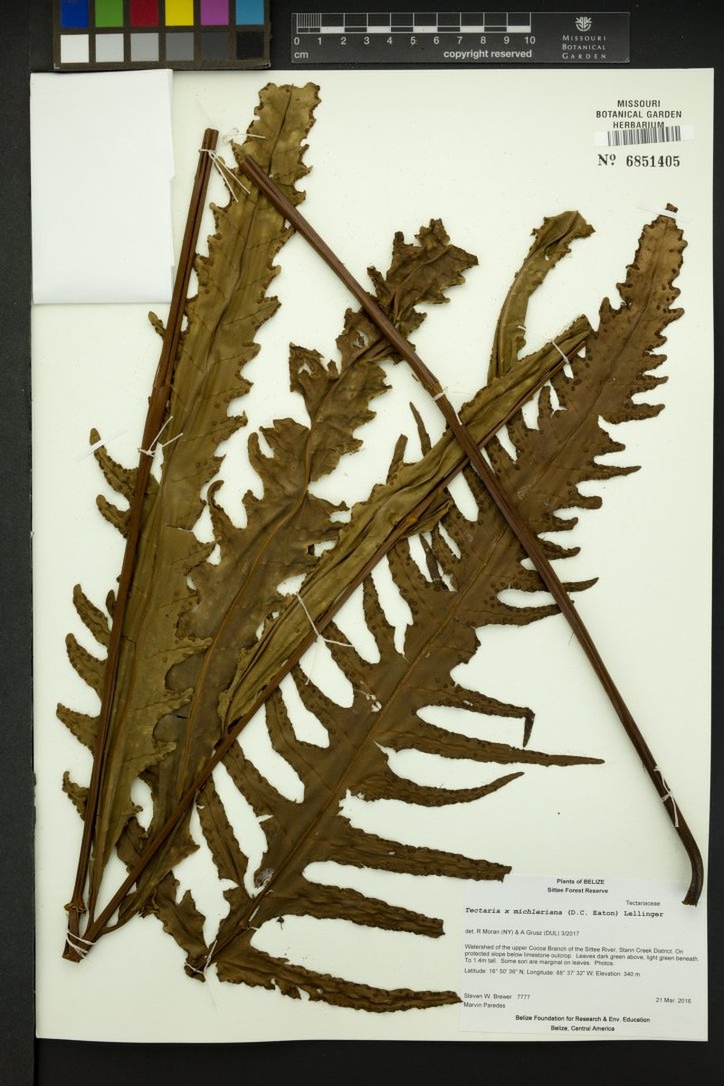 Tectaria × michleriana