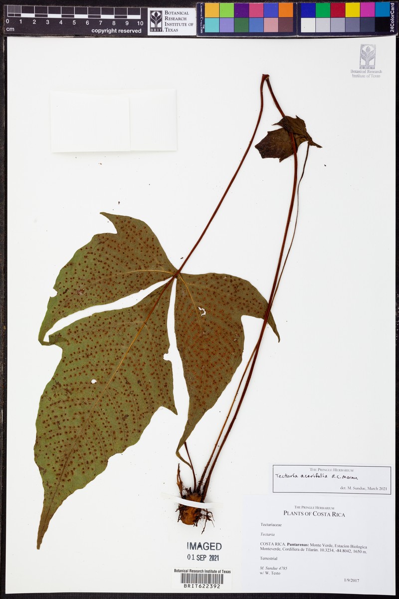 Tectaria acerifolia