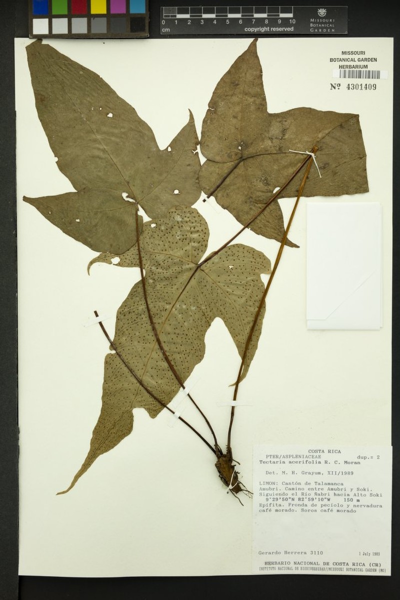 Tectaria acerifolia photo 2