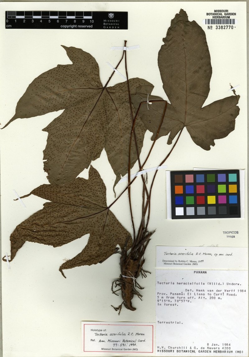Tectaria acerifolia photo 3