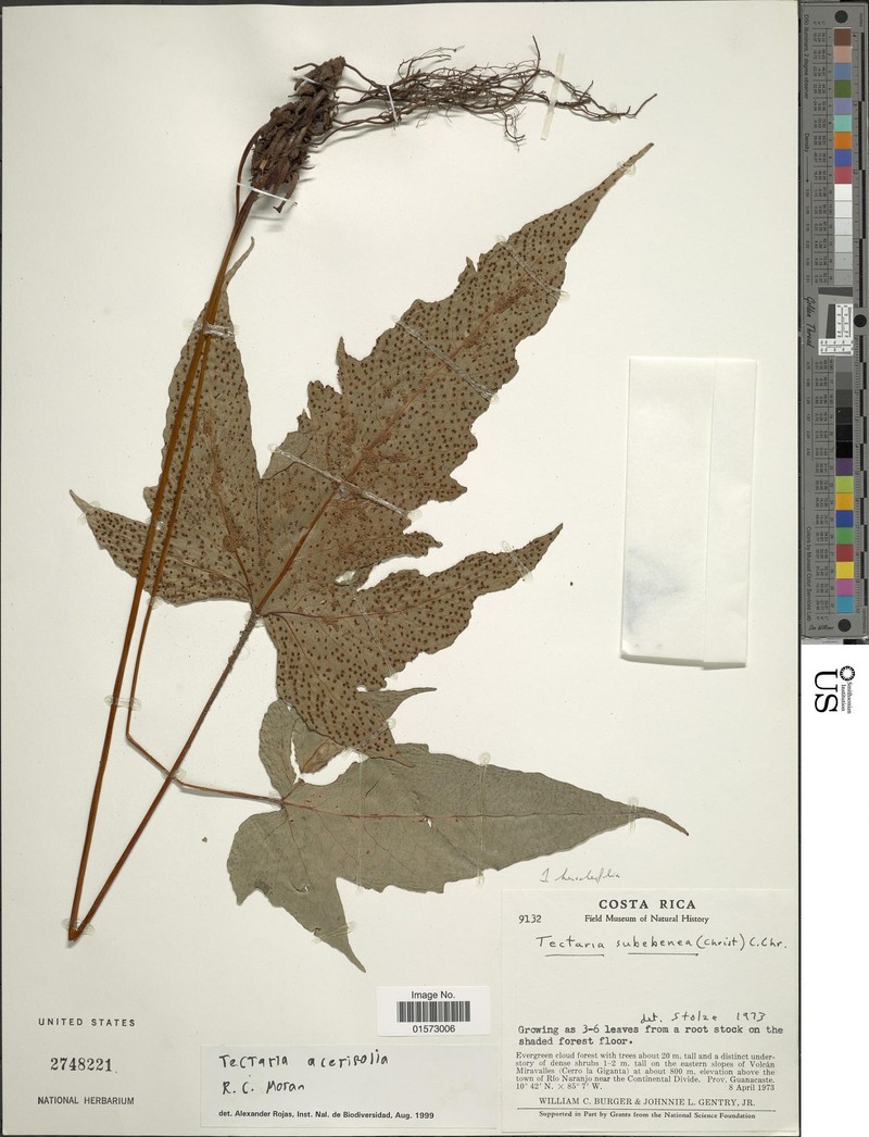 Tectaria acerifolia photo 4