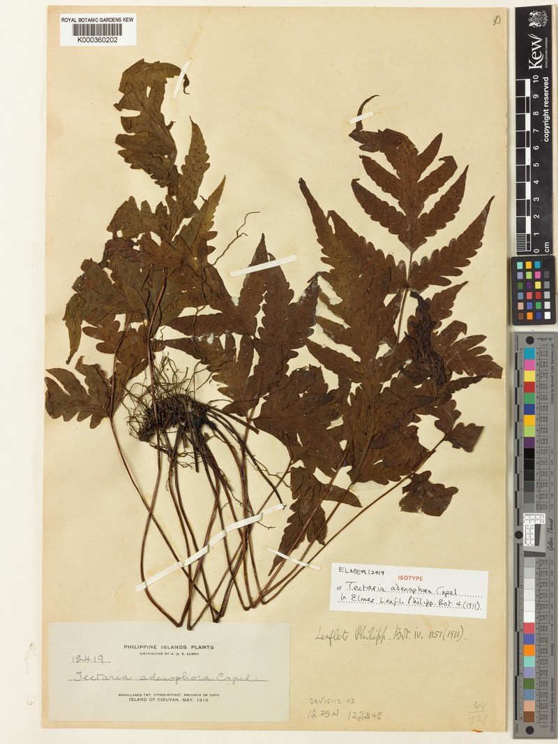 Tectaria adenophora photo 2