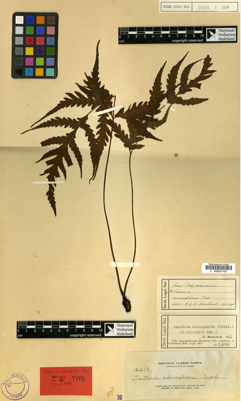 Tectaria adenophora photo 3