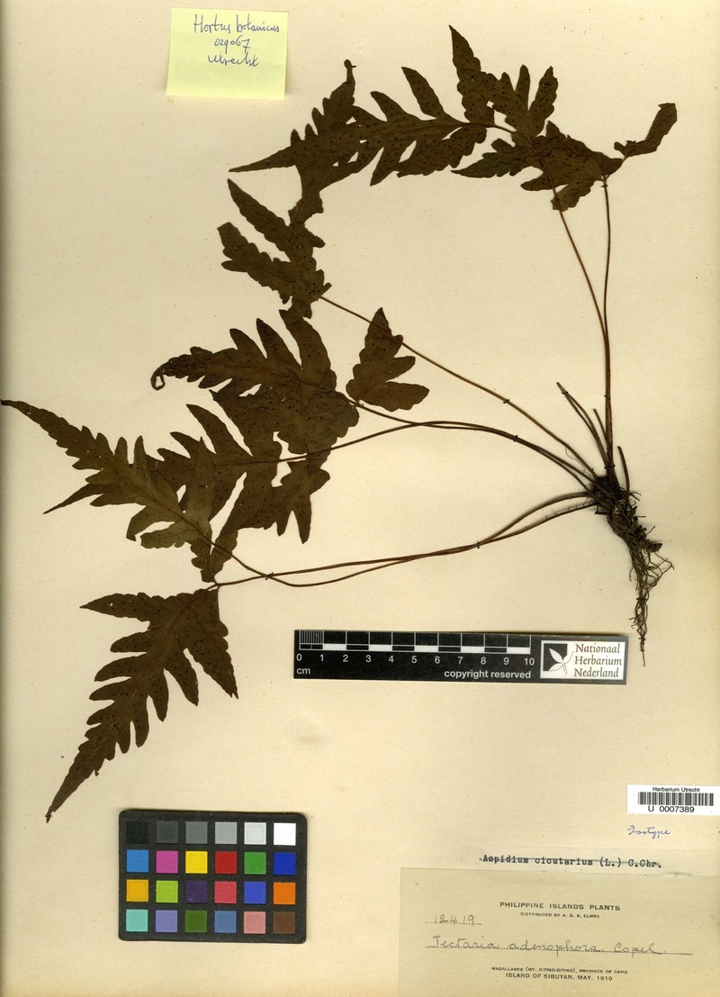 Tectaria adenophora photo 4