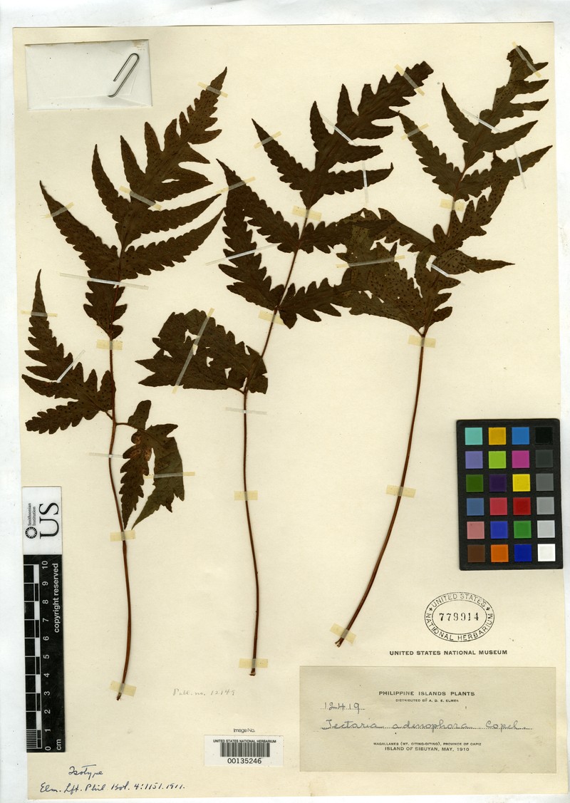 Tectaria adenophora