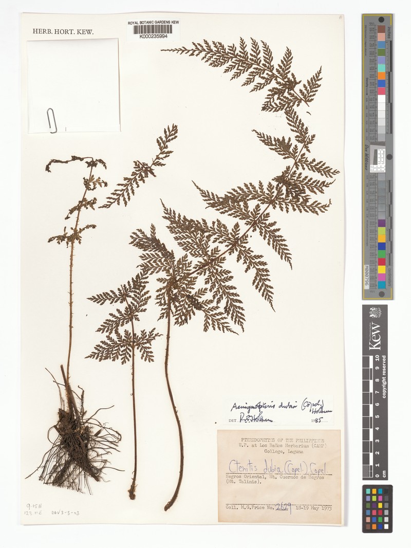 Tectaria aenigma