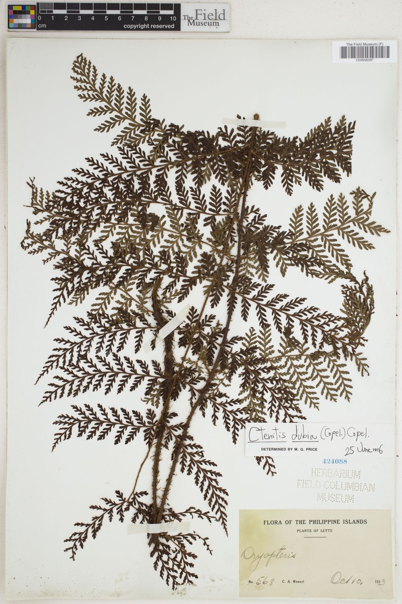 Tectaria aenigma photo 2