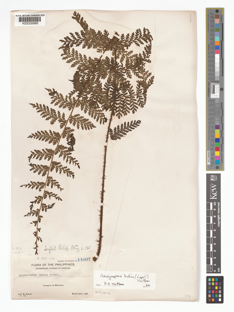 Tectaria aenigma photo 3