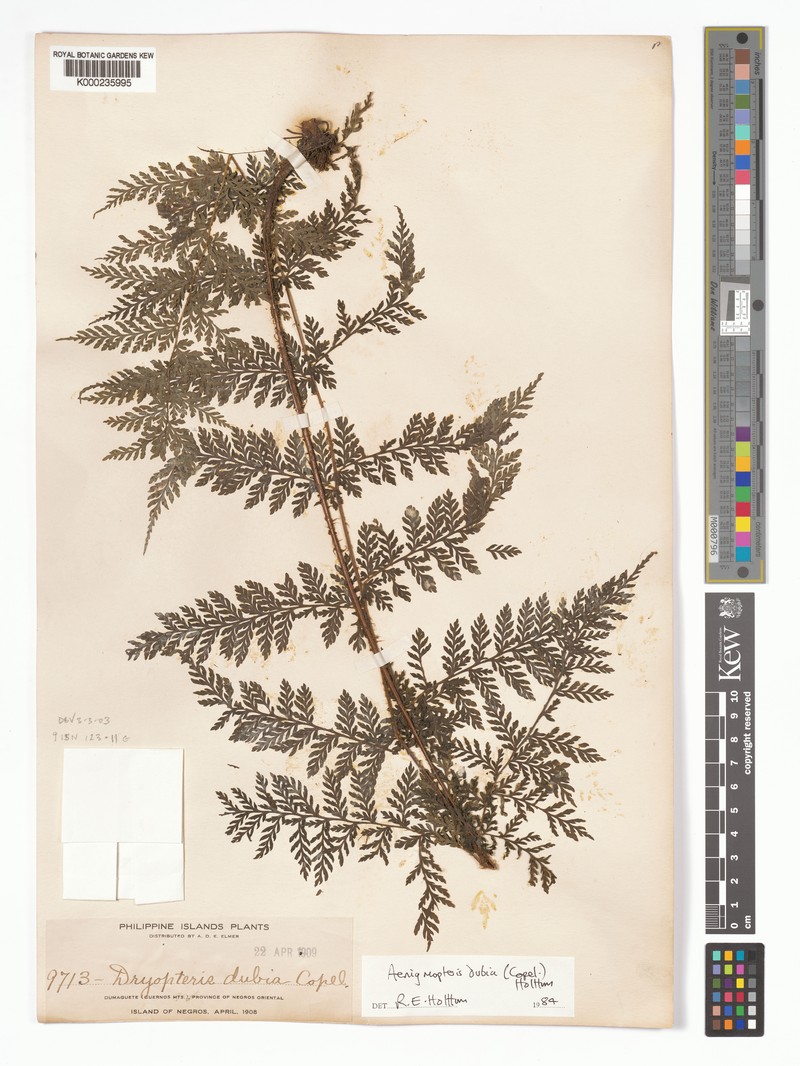 Tectaria aenigma photo 4
