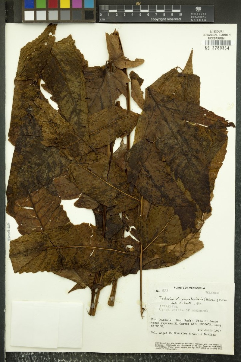 Tectaria aequatoriensis photo 2