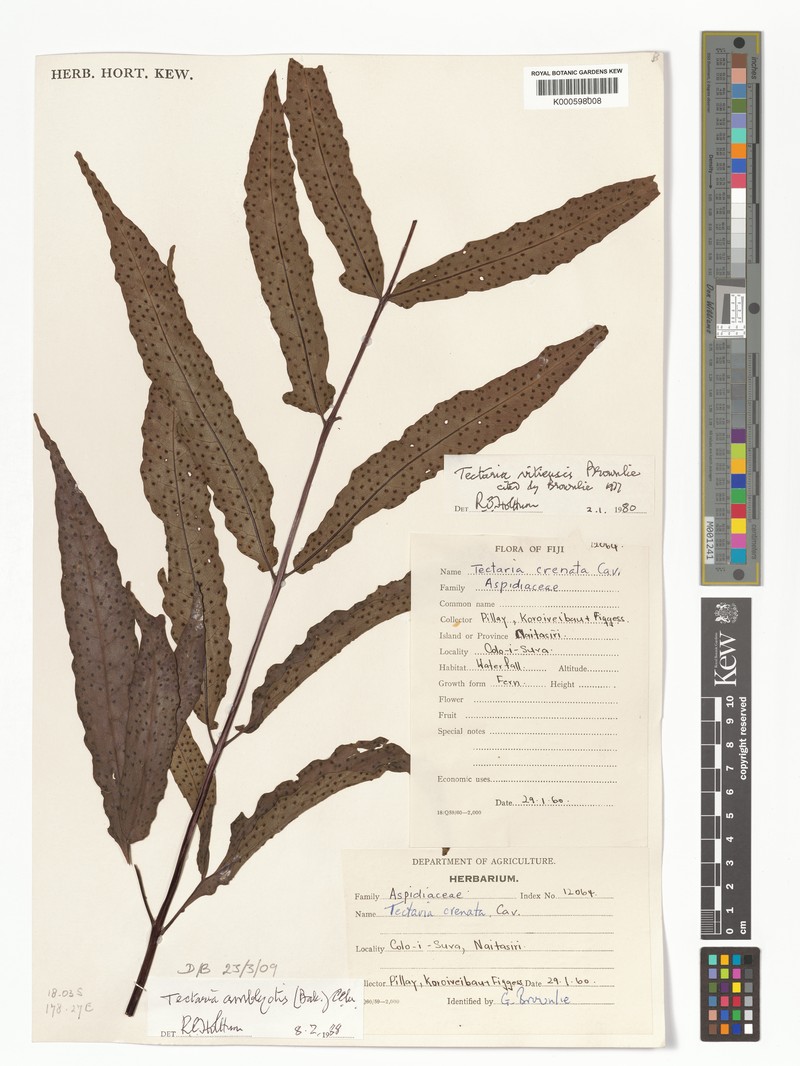 Tectaria amblyotis