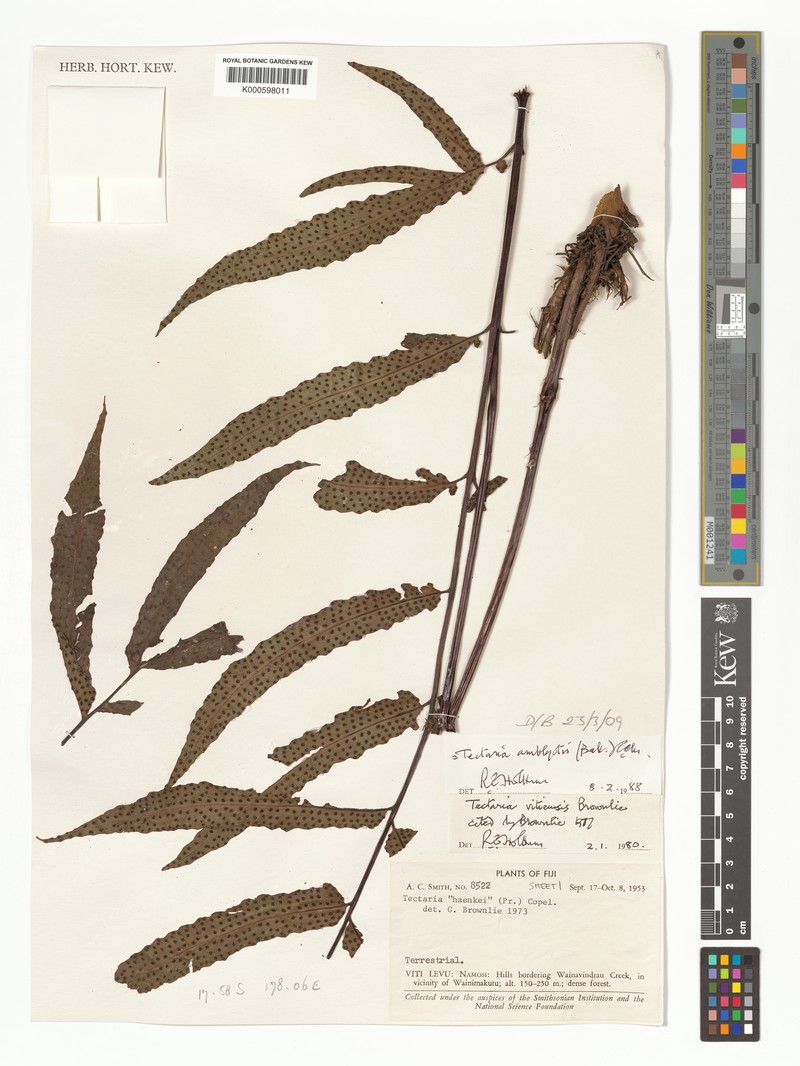 Tectaria amblyotis photo 2