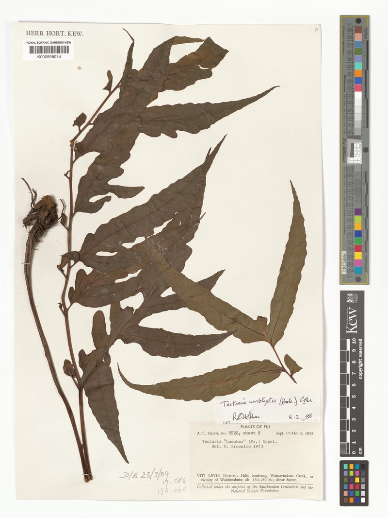 Tectaria amblyotis photo 3