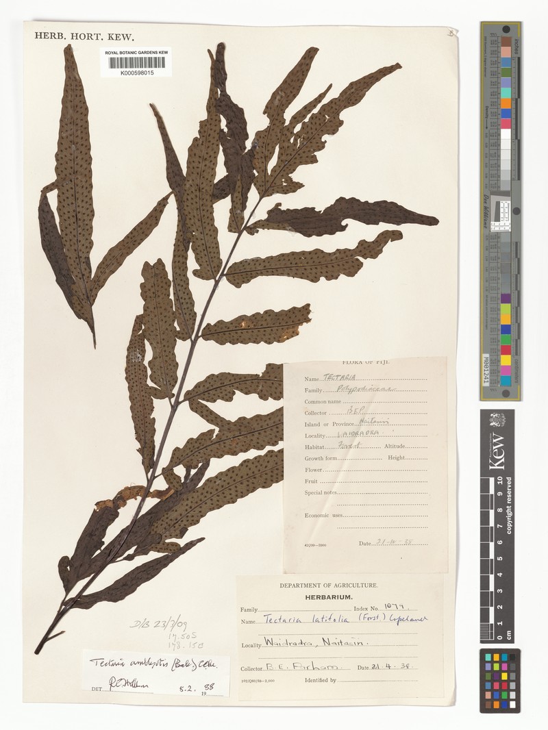 Tectaria amblyotis photo 4