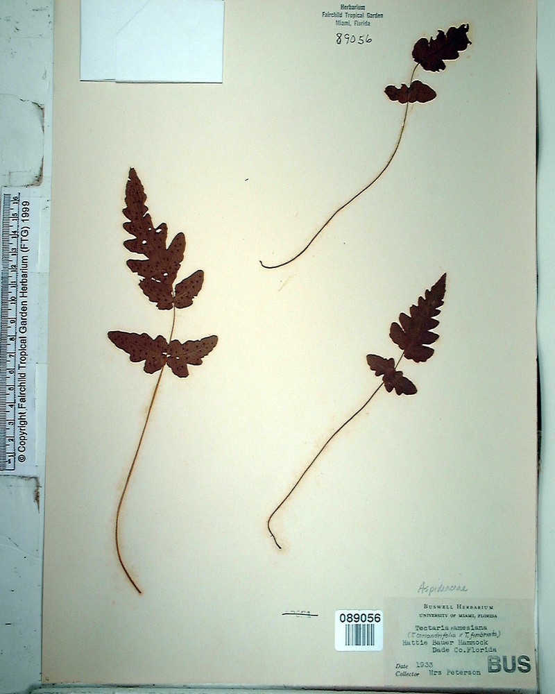 Tectaria amesiana