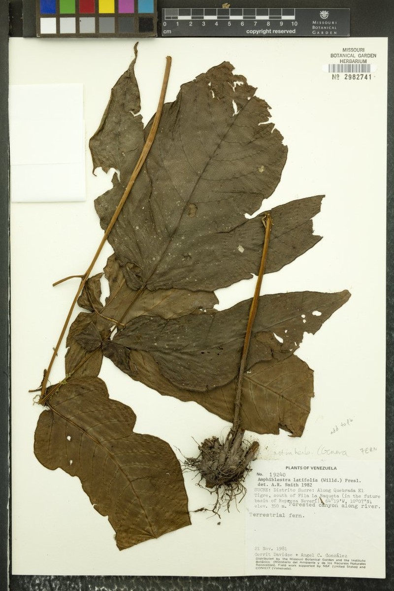 Tectaria amphiblestra