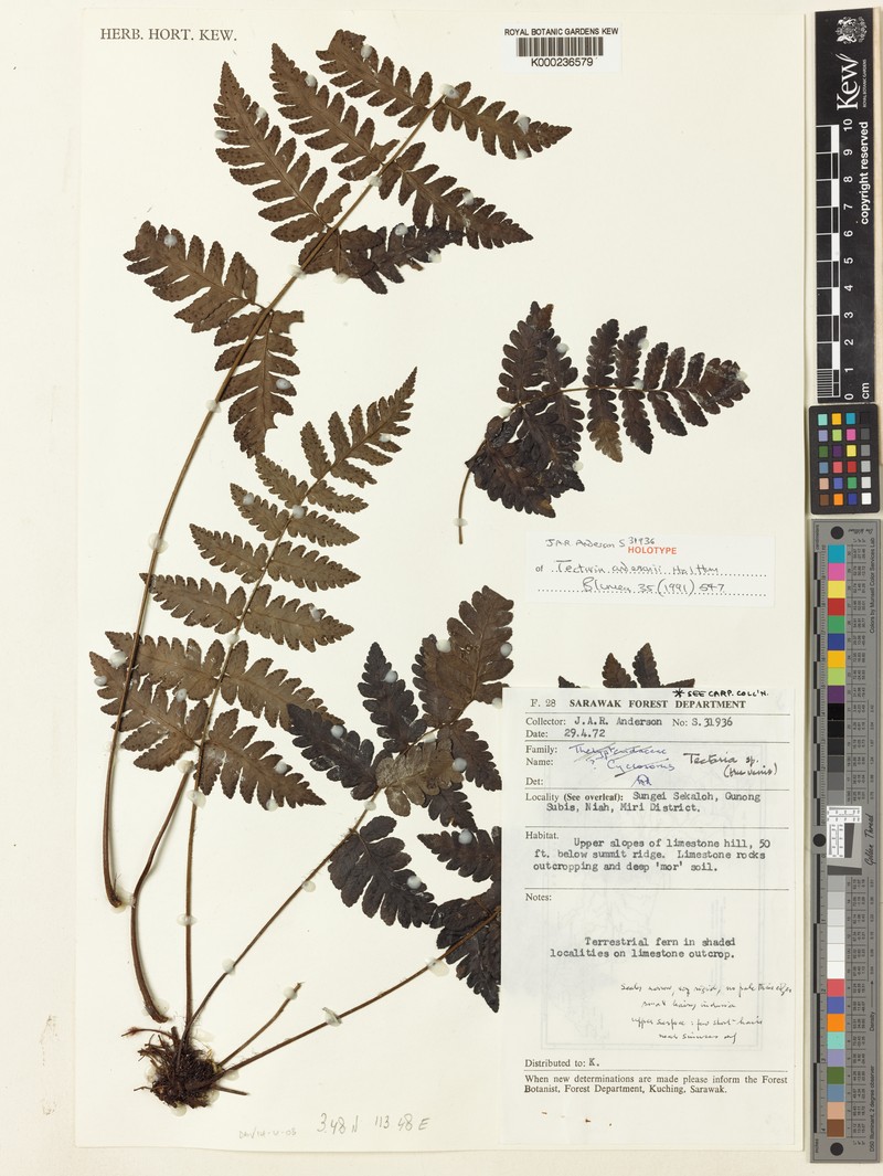 Tectaria andersonii