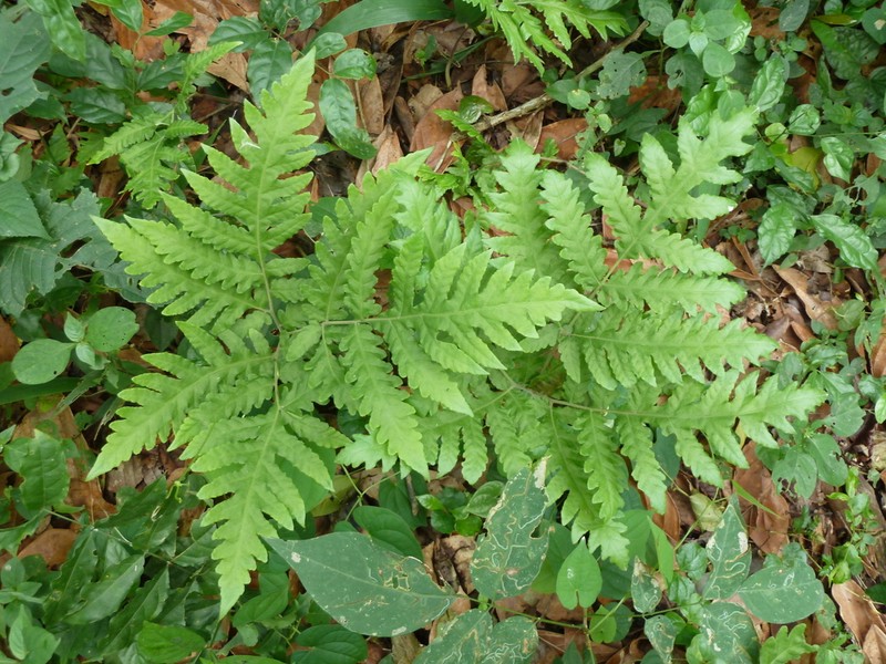 Tectaria angelicifolia photo 2