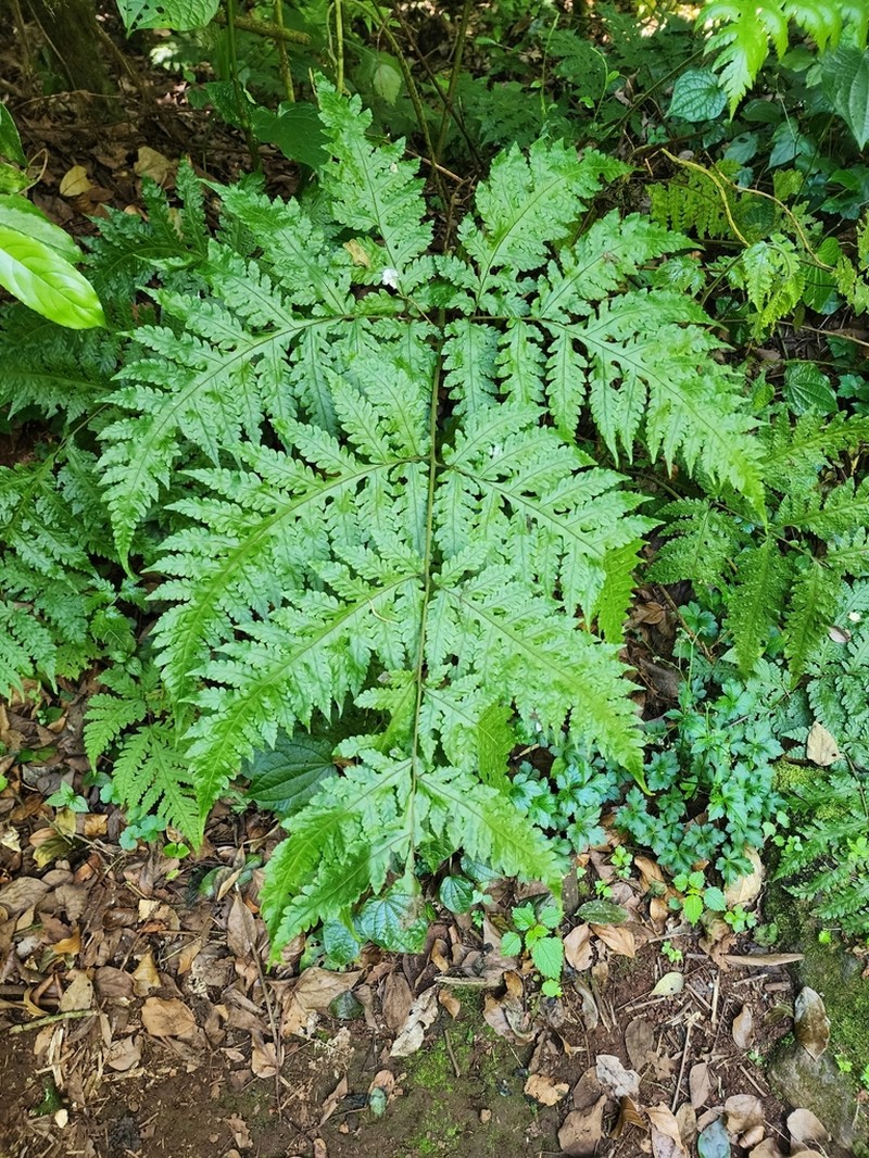 Tectaria angelicifolia photo 3